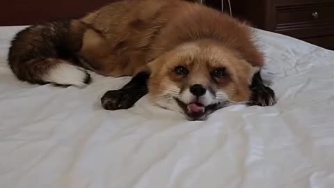 Rescued Foxy Baby!!