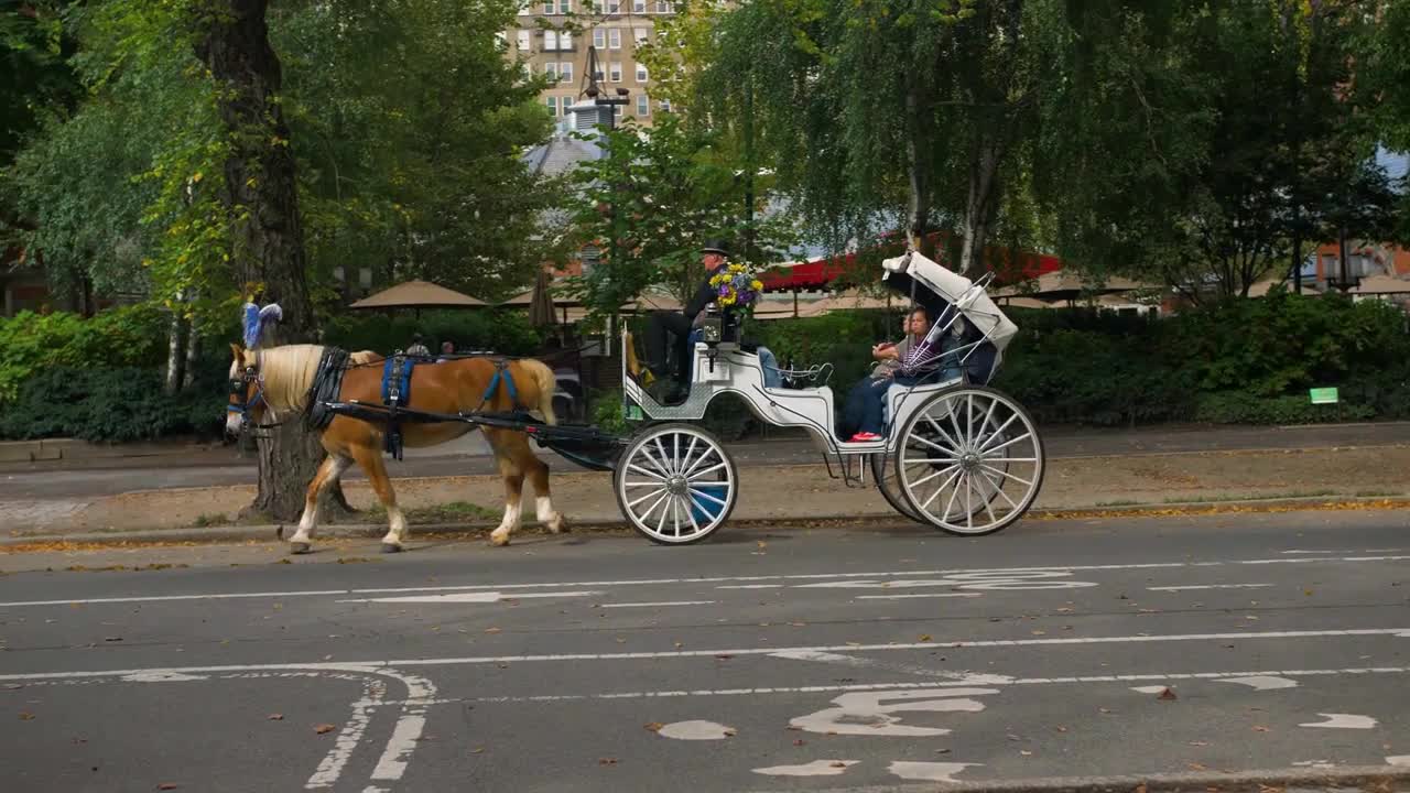 Horse & Carriage Ride in Central Park, New York