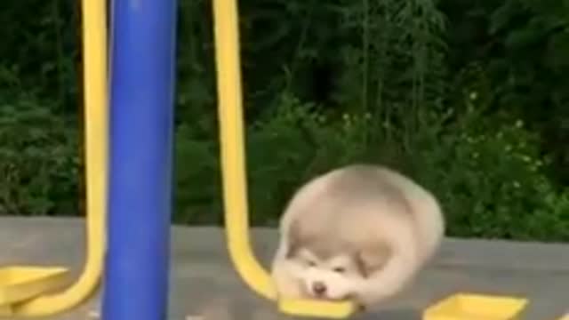 Puppy on swing