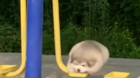 Puppy on swing