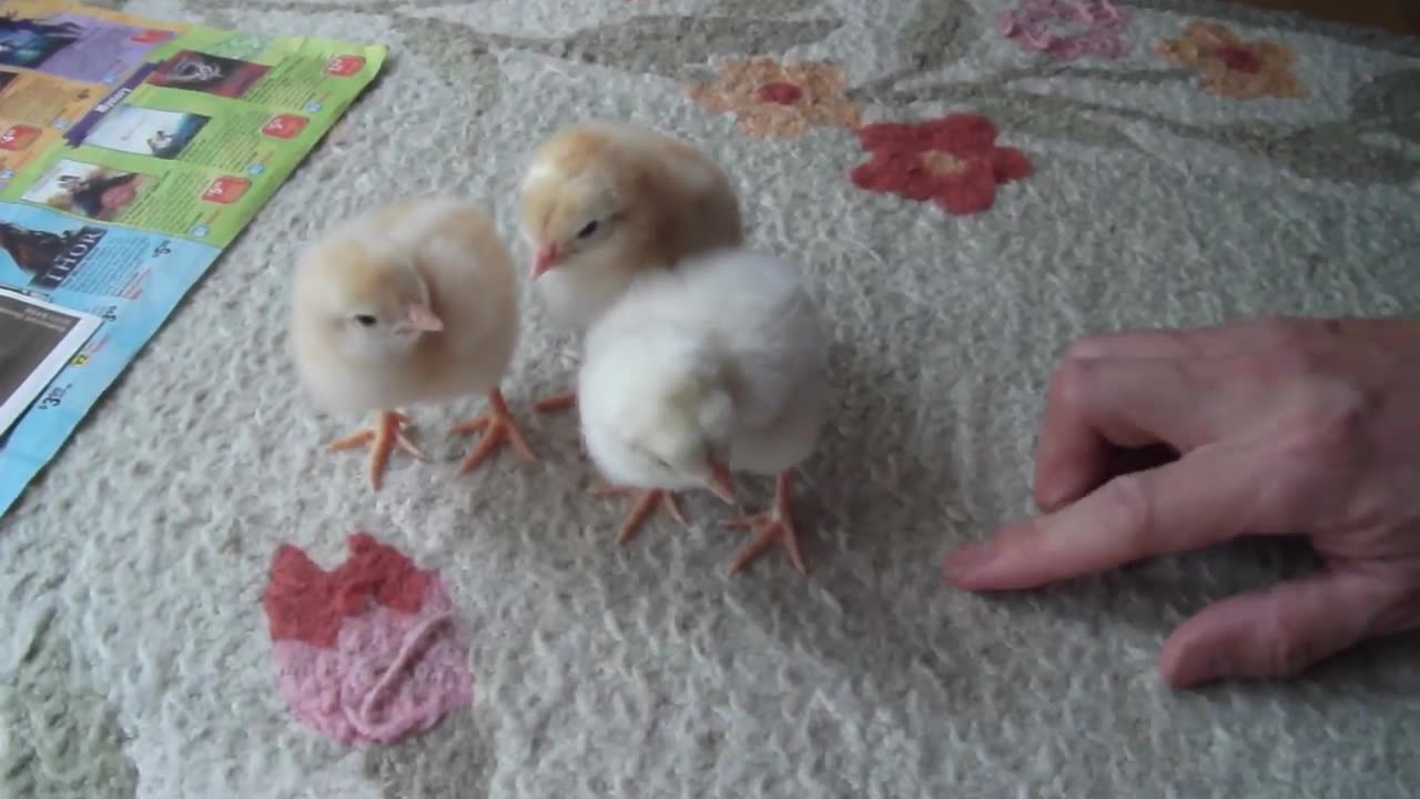 funny baby chicks drink water and doze off after a meal