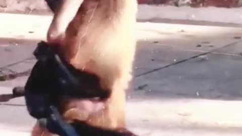 funny monkey #animals#love#dog#cat#viral