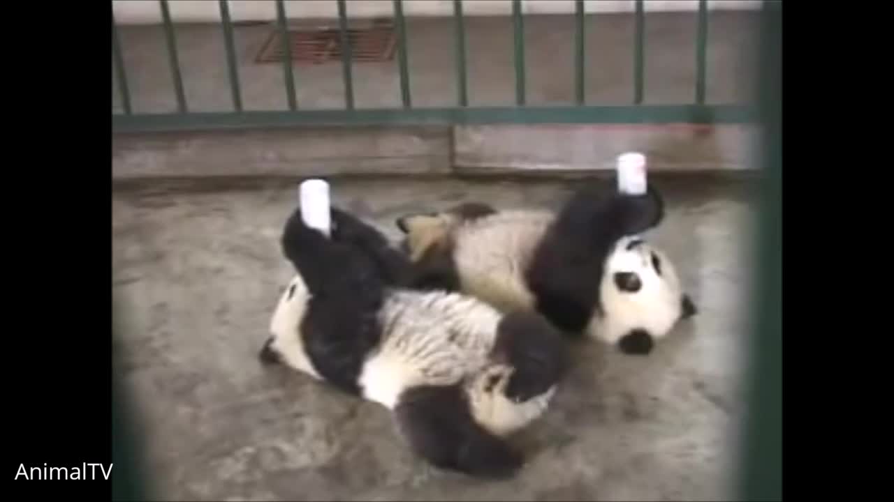 Baby Pandas cutest and the most adorable compilation!!!!!