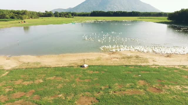 A swarm of ducks.