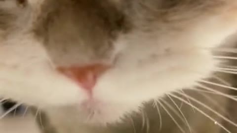 cat funny🐈🐈🐈https://shrinke.me/fID5u9Wy