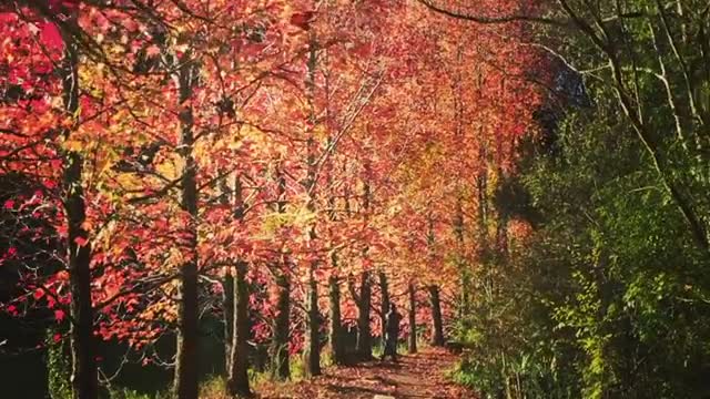 Watching this ''Nature'' feels like heaven
