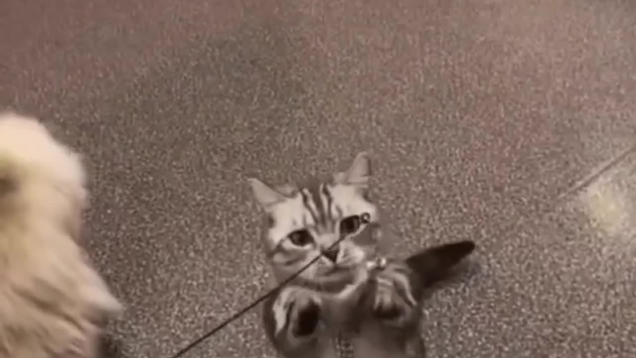 Funny cats 2