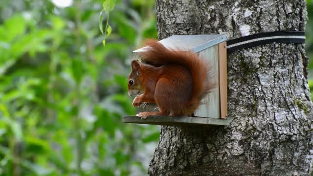 Squirrel playing in her house