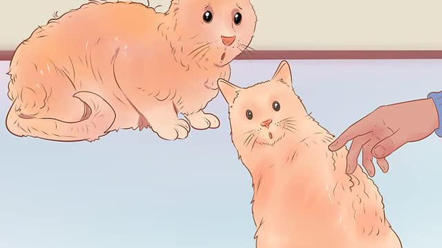 Signs that your cat need help