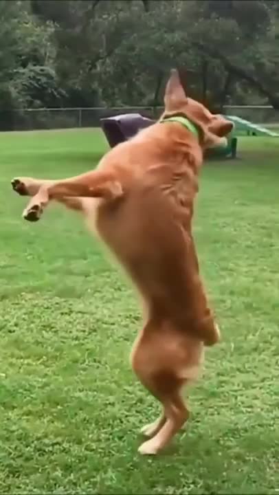 cute and funny Dogs Videos, Must watch