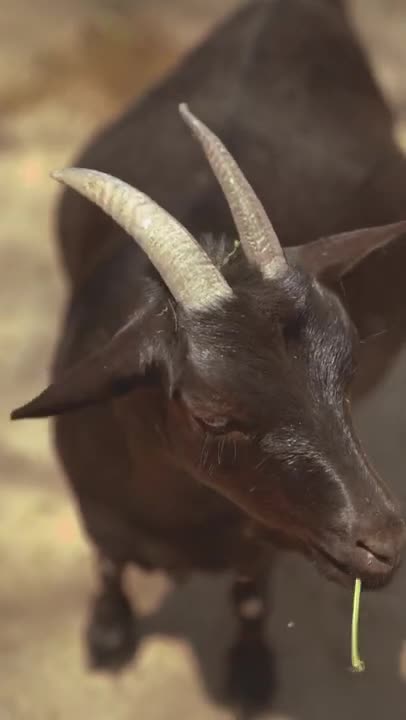 8.Close Up Video of Goat Eating Grass