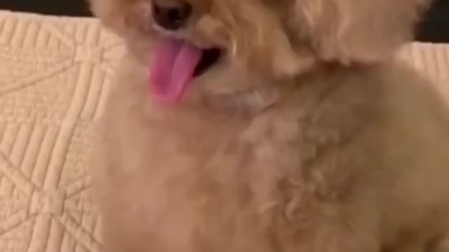 a dog like to do some post