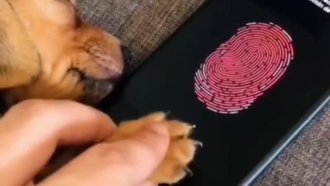 Dog finger print in the mobile for lock and unlock so funny video