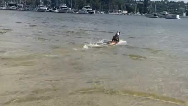 Surfing dog!!! 😲🐶😂 part1