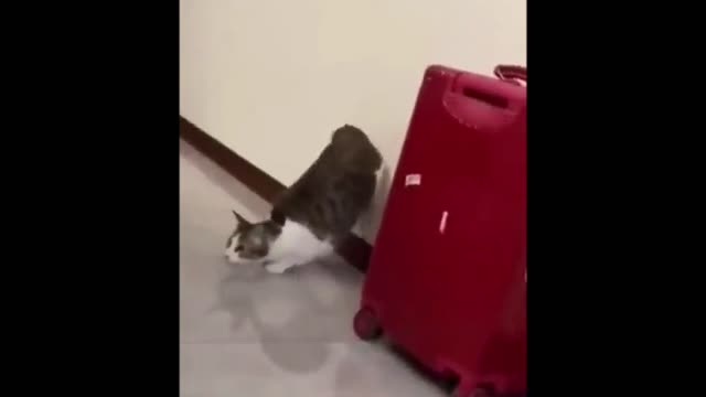 Funny cat