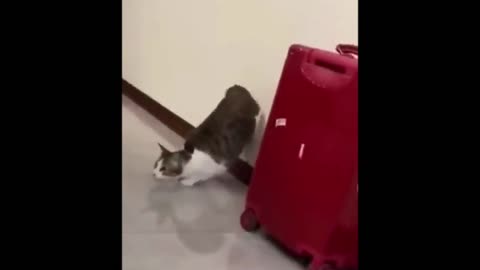 Funny cat