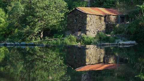 Water Sounds with Birds Chirping in The Forest