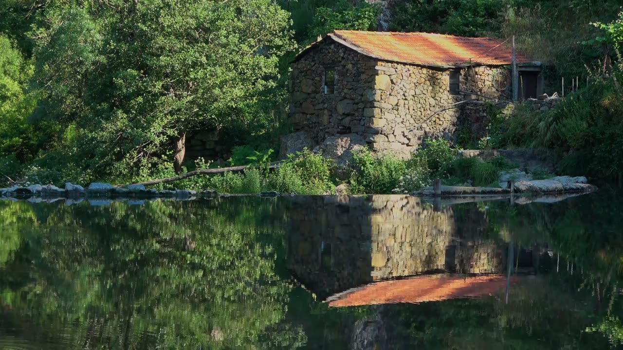 Water Sounds with Birds Chirping in The Forest