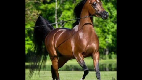most beautiful Arabians horse 2023_ A visiting journey through Best horses pics
