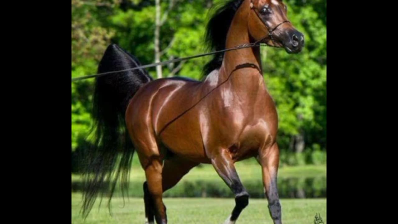 most beautiful Arabians horse 2023_ A visiting journey through Best horses pics