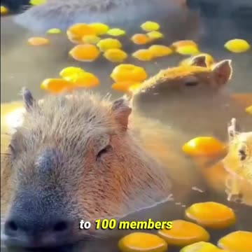 They're Cute...But Truth About Capybaras