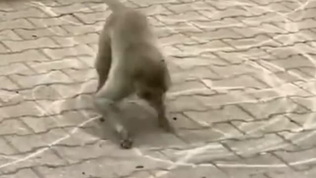 Wait for it Curious cat feels the consequences