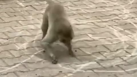 Wait for it Curious cat feels the consequences