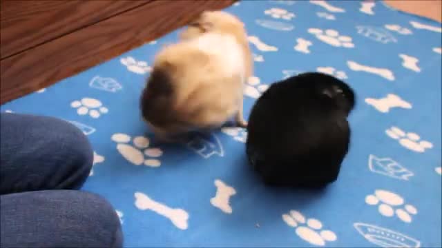 amazing guinea pig tricks performed by 3 talented piggies