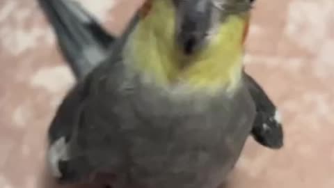 Cute tia bird 🐦 trending video