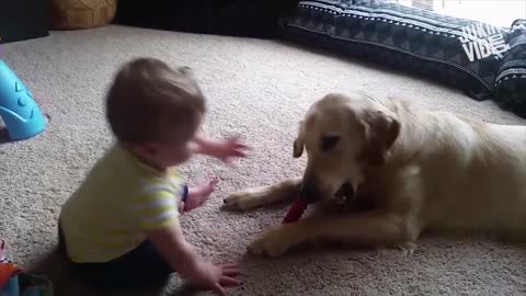 Kid Playing With Dogs Compilation