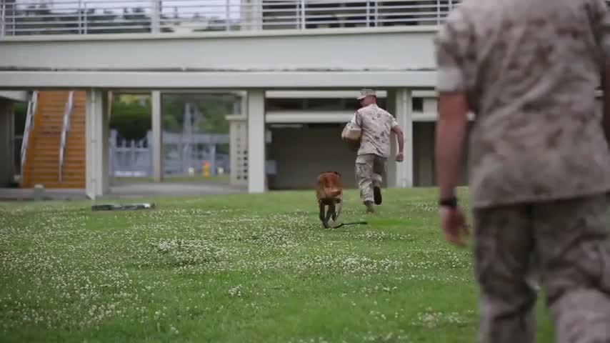 PMO Marines Prove Why K9's Make the Best Teammates