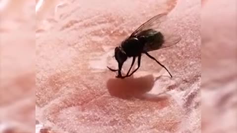 a fly stuck in the meat