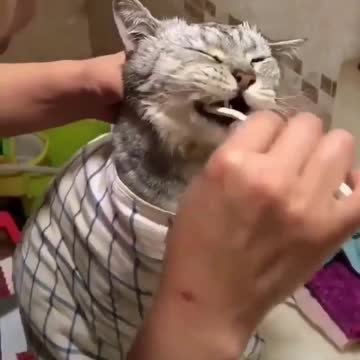 Cat funny video 2021 new