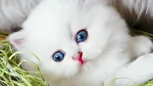 Lovely and Cute Cat Videos#Cutecat#Pets#Shorts