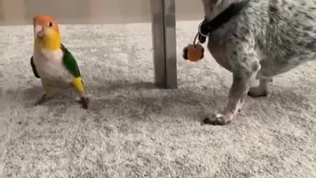 The dog is afraid of the parrot❗️ funny moments