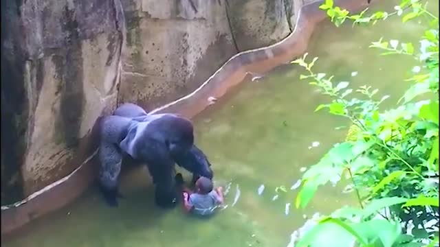 Boy survives gorilla attack