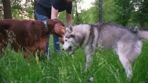 Man in park plays with dogs - irish setter and husky - give him branch of tree at summer park