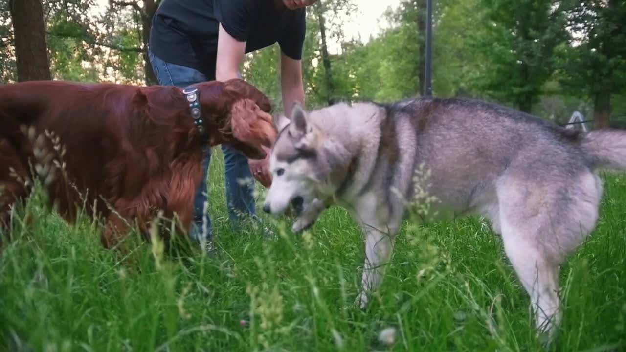 Man in park plays with dogs - irish setter and husky - give him branch of tree at summer park