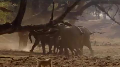 African wild dogs life & hunting video