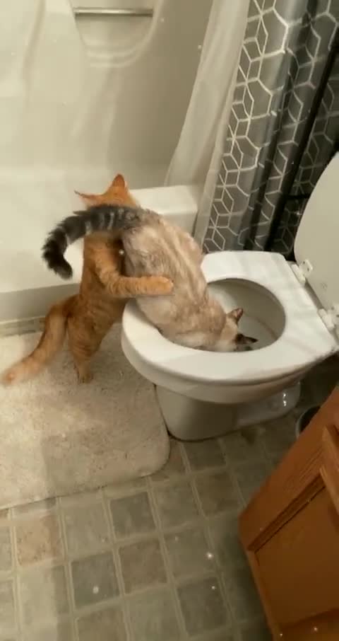 ΚΑΤΙ ΤΡΕΧΕΙ ΜΕ ΤΙΣ ΓΑΤΕΣ.