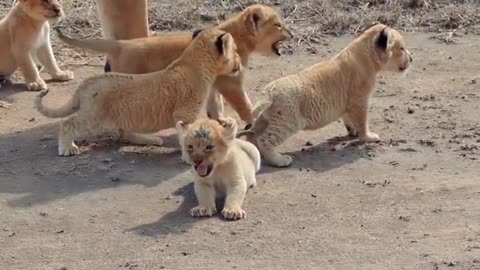 Cute baby lion cub