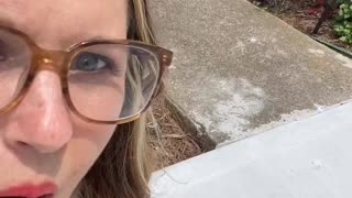 Baby raccoon encounter
