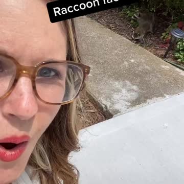 Baby raccoon encounter