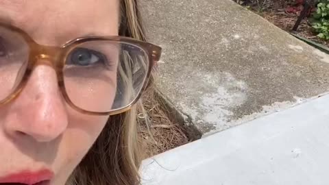 Baby raccoon encounter