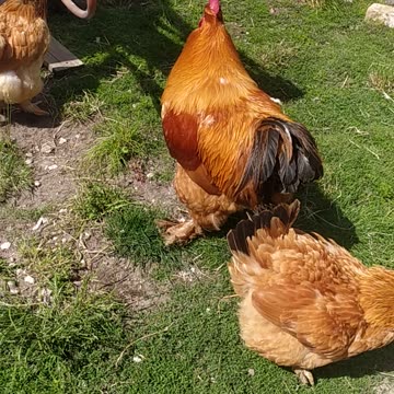 My sweet chickens 🐔🐓🐤🍄 next good day at farm!