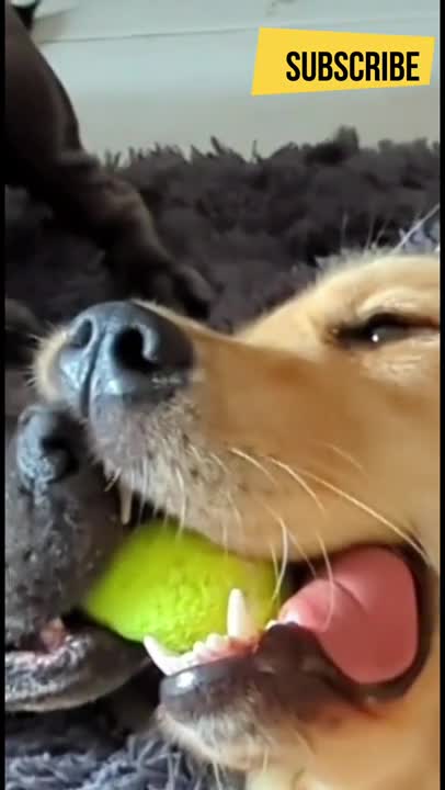 .Scared cat, protective dog chicken #shorts