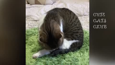 Funny Cat Video, Best Video of 2022