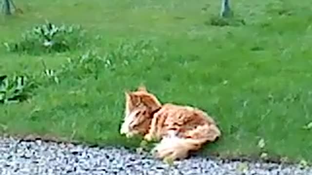 My cats and me in Garphyttan
