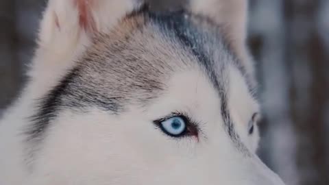 Funniest Animals - Best Of The 2022 Funny Animals Videos 🐱🐶