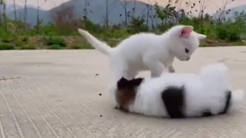 Super Funny Cat & Dog Video